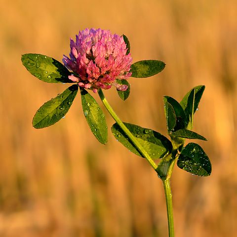 Trifolium pratense